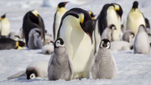 Kaiserpinguine ziehen auf dem antarktischen Eis ihre Jungtiere groß. Foto: imago/Danita Delimont