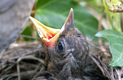 Mit weit aufgerissenem Schnabel wartet ein Amsel-Junges in seinem Nest auf Nahrung. Foto: dpa