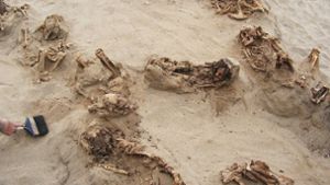 Ein von „National Geographic“ zur Verfügung gestelltes Foto zeigt mehrere über 500 Jahre alte Skelette an ihrem Fundort Huanchaquito-Las Llamas. Foto: dpa/National Geographic