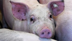In Vietnam wurden etliche Schweine notgeschlachtet (Symbolbild). Foto: dpa