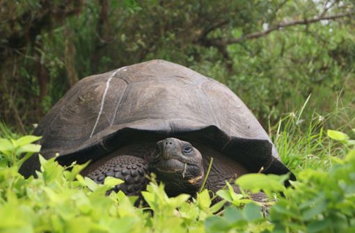 Es gibt mehr als zehn Unterarten von Galápagos-Schildkröten. (Symbolfoto) Foto: Parque Nacional Galapagos