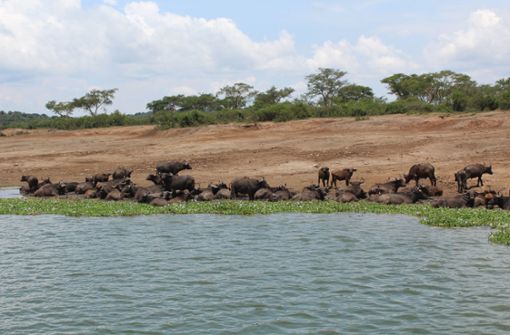 Eine Herde Kaffernbüffel kommt zum Trinken an das Wasser des Kazinga-Kanals, der die beiden Seen Lake Edward und Lake George verbindet. Foto: Susanne Hamann
