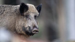 Bei Wildschweine an der deutschen Grenze wurde die Schweinepest nachgewiesen. Foto: dpa/Lino Mirgeler