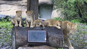 Muttertier und die vier Löwenkinder sind laut dem Zoo wohlauf. Foto: dpa/Miroslav Chaloupka
