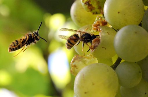 Wespen könnten diesen Sommer zur Plage werden. Foto: dpa