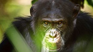 Der Schimpansenboss David hält seine Rivalen im Blick. Foto: WDR