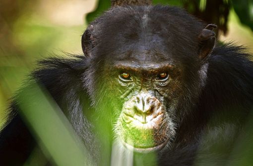 Der Schimpansenboss David hält seine Rivalen im Blick. Foto: WDR