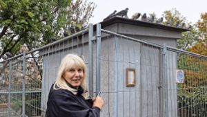 Die Tage des Taubenhauses auf dem Mühlgrün sind gezählt. Die Taubenbeauftragte Silvie Brucklacher-Gunzenhäußer bedauert das. Sie ist skeptisch, ob ein Umzug der 150 Tiere in den Taubenturm am Seilerwasen klappt. Foto: Iris Frey