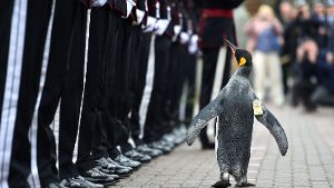 Der Pinguin namens Sir Nils Olav wurde zum Brigadegeneral befördert. Foto: AFP