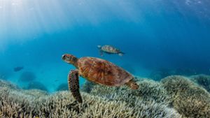 Schildkröten im südlichen Bereich des Great Barrier Reefs. Foto: Theundertow Ocean & Divers for Climat//dpa