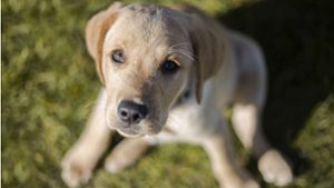 Wer könnte diesem Blick widerstehen? Golden Retriever gehören zu den besonders beliebten Hunderassen. Foto: //kb-photodesign