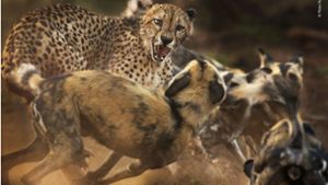 Ein Gepard wird bei der Jagd von Wildhunden abgedrängt. Foto: Peter Haygarth
