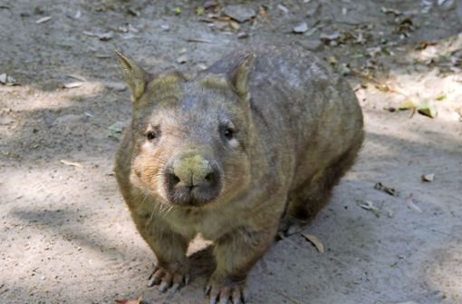 Wombats sind zutrauliche Beuteltiere. Foto: dpa/Dave Hunt