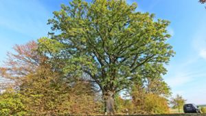 Der markante Baum steht zwischen dem Ditzinger Ortsteil Heimerdingen und der Gemeinde Hemmingen.Der Baum ist geschützt. Foto: factum/Bach