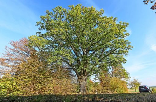 Der markante Baum steht zwischen dem Ditzinger Ortsteil Heimerdingen und der Gemeinde Hemmingen.Der Baum ist geschützt. Foto: factum/Bach
