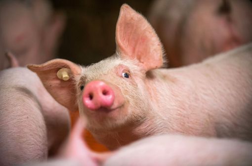 Schwein in einem Aufzuchtstall. Foto: dpa/Jens Büttner