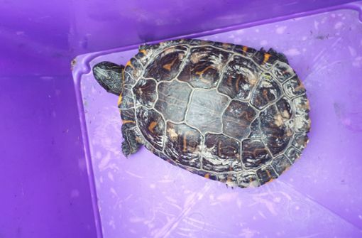 Schildkröte Susi ist nach ihrem Ausflug mittlerweile wieder bei ihrer Besitzerin. Foto: Bundespolizeiinspektion