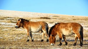 Przewalski-Pferde grasen im Kustai-Nationalpark in der Mongolei. Foto: Bazartseren Boldgiv