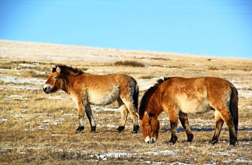 Przewalski-Pferde grasen im Kustai-Nationalpark in der Mongolei. Foto: Bazartseren Boldgiv