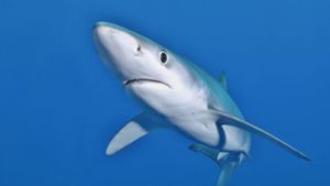 Bei dem Tier soll es sich um einen Blauhai gehandelt haben (Symbolbild). Foto: imago/imagebroker
