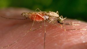 Malaria-Überträger: die Anopheles-Mücke Foto: dpa/James Gathany