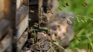 An den Bienenstöcken im Freilichtmuseum Beuren herrscht reger Flugbetrieb. Foto: Ines Rudel