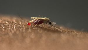 Das Handout zeigt einen Moskito Anopheles stephensi. Eine neue Mücken-Art könnte Forschern zufolge zu einem Anstieg von Malaria in afrikanischen Städten führen. Foto: Zorginbeeld/Radboud university medical center/dpa