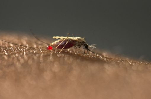 Das Handout zeigt einen Moskito Anopheles stephensi. Eine neue Mücken-Art könnte Forschern zufolge zu einem Anstieg von Malaria in afrikanischen Städten führen. Foto: Zorginbeeld/Radboud university medical center/dpa
