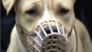 Steht auf der Liste der baden-württembergischen Kampfhundeverordnung: American Staffordshire Terrier. Foto: dpa
