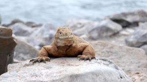 Auf den Galapagosinseln sind die Tiere die Stars. Foto: Bettina
