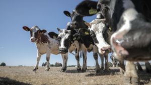 Milchkühe finden aufgrund der langen Trockenheit nur noch wenig Futter. Foto: dpa-Zentralbild
