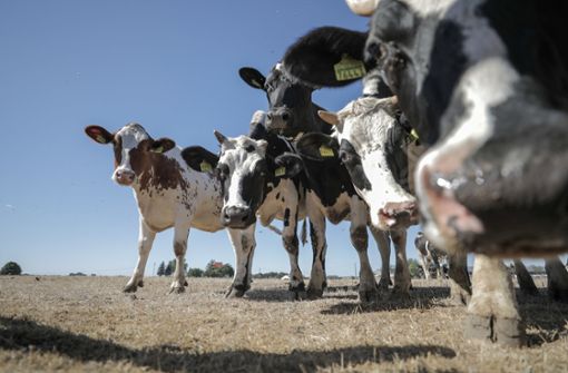 Milchkühe finden aufgrund der langen Trockenheit nur noch wenig Futter. Foto: dpa-Zentralbild