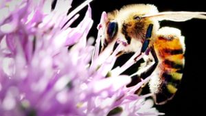 Ohne den Druck von „Rettet die Bienen“  stünde der Artenschutz politisch nicht so hoch im Kurs wie jetzt. Foto: dpa/Martin Gerten