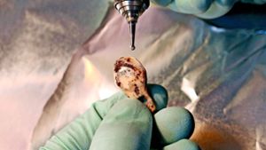 Wissenschaftler nehmen von einem Steinzeit-Schmuckstück aus der Denisova-Höhle eine Probe. Foto: Tom Higham, University of Oxford