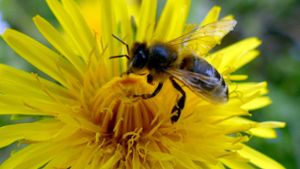 Bienen gelten als wichtige und fleißige Helfer zugleich. Foto: imago images