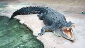 Krokodil Frederick kam 2019 in die Wilhelma. Foto: Wilhelma Stuttgart/Inga Dauter