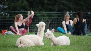 Ein Bauernhof in England hat ein neues Konzept entwickelt: Yoga mit Alpakas auf deren Wiese. Foto: Rosebud Alpacas