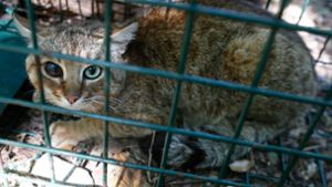 Auf Korsika wurde ein Exemplar des seltenen „Katzen-Fuchs“ gefangen. Foto: AFP