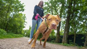 Erziehung und Sozialisation des Hundes sind wichtig: Tierpflegerin Lina Entenmann vom Tierheim Esslingen mit dem American-Staffordshire-Terrier-Mischling Ella. Foto: /ulgrin