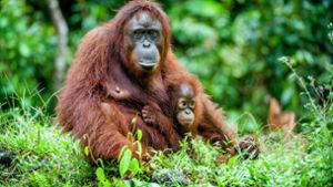 Die Weltnaturschutzorganisation hat Orang-Utans als vom Aussterben bedrohte Art gelistet. (Symbolbild) Foto: 99806028