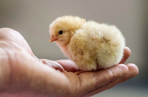 Männliche Hühnerküken setzen weniger Fleisch an als weibliche und legen keine Eier. Deshalb werden sie massenweise getötet. (Archivbild) Foto: dpa/Peter Endig