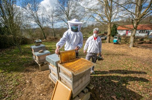 Die Hobbyimker Udo Maisenbacher und Rüdiger Knöß schauen nach den Bienen und öffnen dafür die Beute, in der die Tiere leben. Foto: Roberto Bulgrin