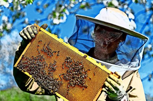 Eine Imkerin kontrolliert  eine Bienenwabe. Auf  Fellbachs Friedhöfen wird es dieses Bild nicht geben. Foto: dpa/Patrick Seeger