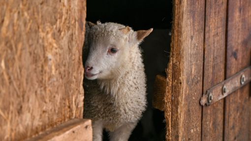 Die Spaziergänger versorgten die überlebenden Schafe und Ziegen mit Wasser und Heu. (Symbolbild) Foto: imago//Anastasiia Smolienko