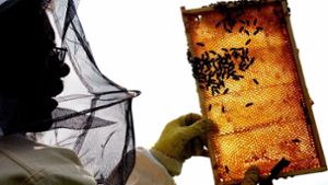 Für die Naturheilkunde vergangener Jahrhunderte war Honig eine Art Allheimmittel. Ob bei Gicht oder Gallensteinen, Husten oder Hautabschürfungen, Fieber oder Furunkel – der köstliche Zuckersaft wurde universell eingesetzt. Foto: dpa