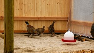 Vor einem halben Jahr hat der Verein Fasanerie Fasanenhof die ersten drei Tiere in ihr neues Zuhause gesetzt. Foto: Kratz