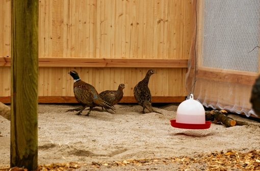 Vor einem halben Jahr hat der Verein Fasanerie Fasanenhof die ersten drei Tiere in ihr neues Zuhause gesetzt. Foto: Kratz