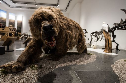 Komplett-Rekonstruktion eines Höhlenbären  steht in einer  Ausstellung des  Museums Wiesbaden. Foto: dpa