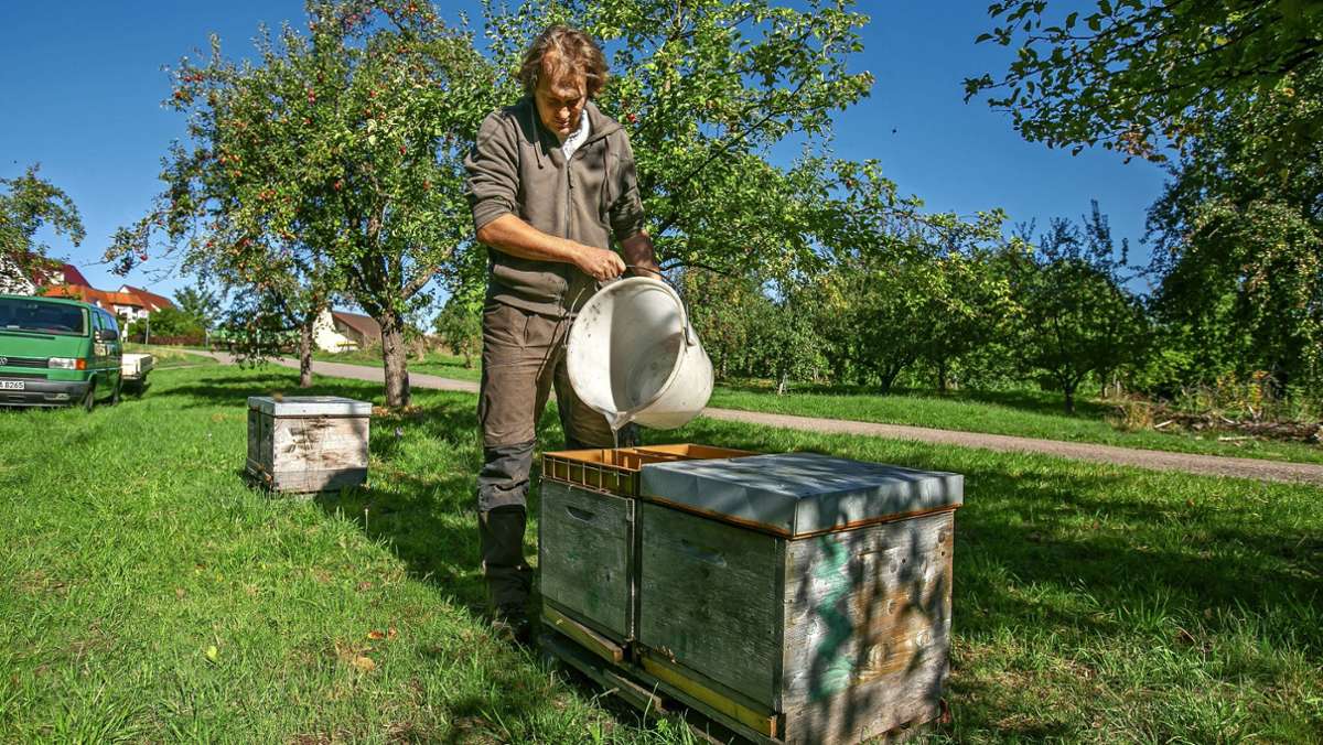 Imkerei im Kreis Esslingen: Was machen Bienen und Imker eigentlich im Herbst?