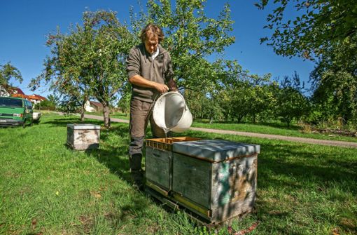 Imkermeister Sebastian Faiß füttert seine Bienen mit Zuckerwasser.Bei schlechtem Wetter bleiben die Bienen im Stock  und bekommen schlechte Laune. Foto: Roberto Bulgrin